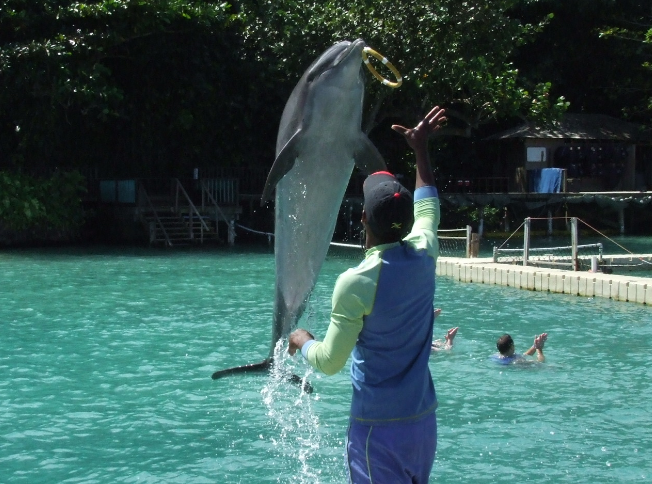 Miami Dolphin Encounter (non-swim) (800) 667-5524