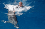 Panama City Beach Dolphin Swim Program
