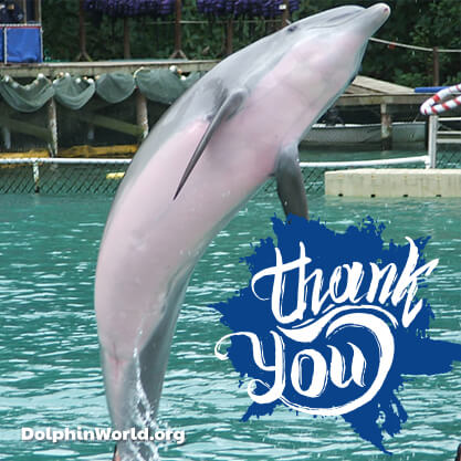 Dolphin World Thank you!