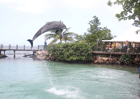 Ocho Rios Dolphin Programs Awaits You!