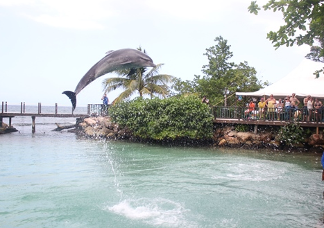 Ocho Rios Dolphin Programs Awaits You!