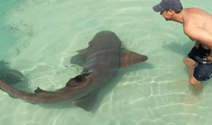 Shark Show and Encounter