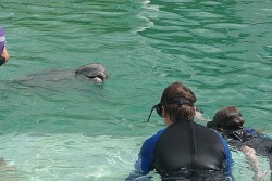Snorkel and petting dolphin