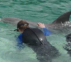 snorkel with dolphins Miami