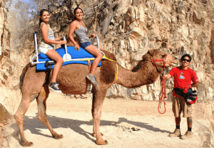 Camel Quest in Los Cabos