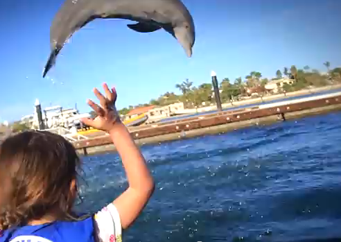 Swim with the Dolphins in Gorgeous Los Cabos!