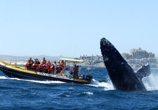 Whale Watching in Los Cabos