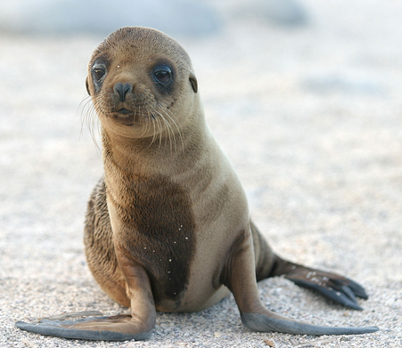 A Cute Sea Lion Pup