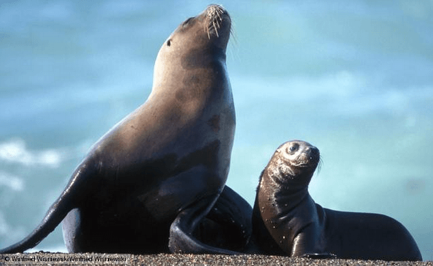 funny sea lion