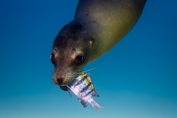 what do sea lions eat?