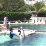 Miami Dolphin Swim