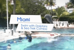 Dolphin and Sea Trek Combo