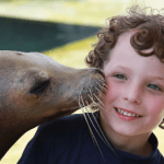 Sea Lion Swim Fl Keys