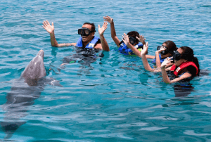 Dolphin Interaction Program in Oahu Hawaii