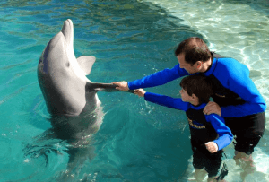Peck Hold Miami Dolphin Encounter
