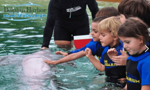 Petting the Dolphins - Age 5 years old and Up