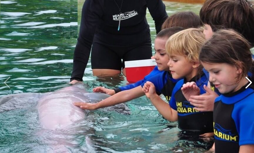 Petting the Dolphins - Ages 5 years old and up