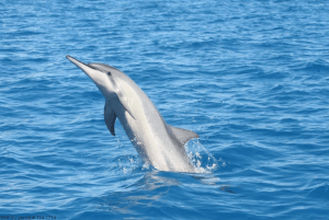 Wild Spinner Dolphins Oahu