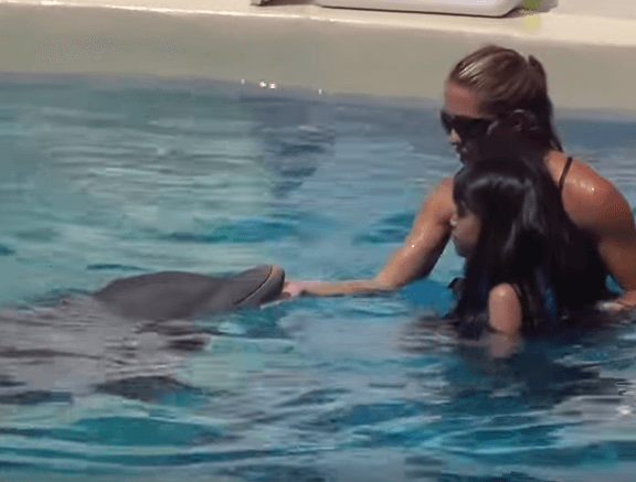 Swim With Dolphins In Panama City Beach Florida