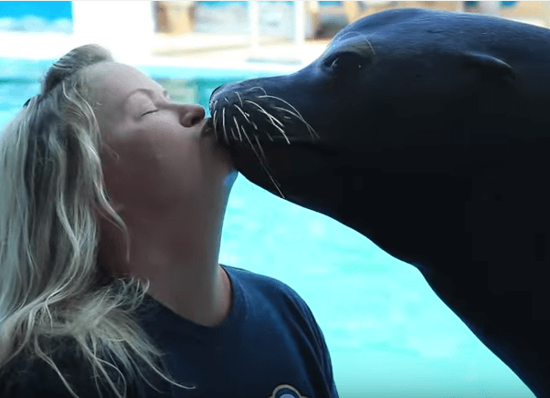 Sea Lion Encounter Panama City Beach