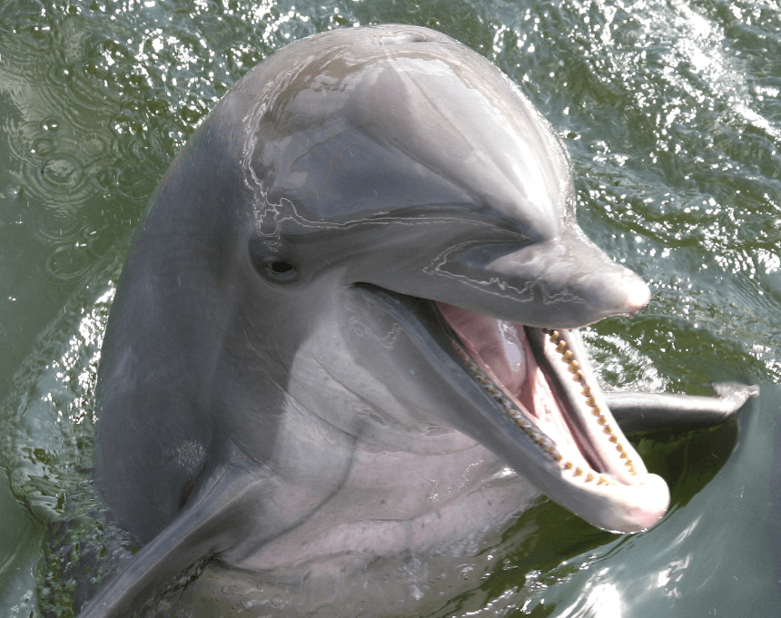 dolphin-head