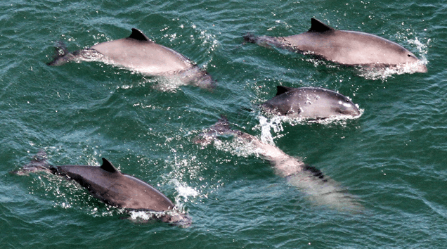Dolphins vs Porpoises - Can you tell the difference?