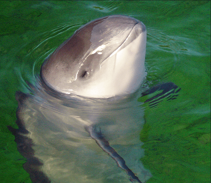 A Porpoise Head