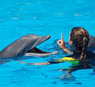 dolphin and trainer panama city beach