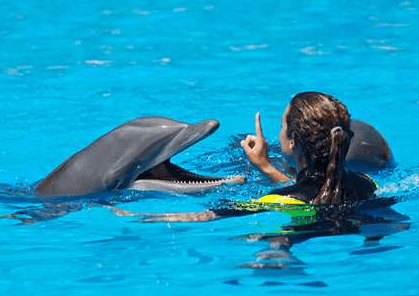 dolphin and trainer panama city beach