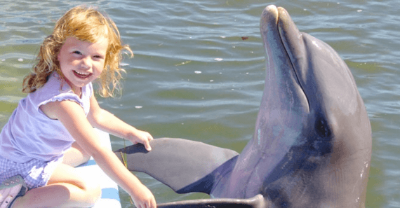 Meet the Dolphin in Florida