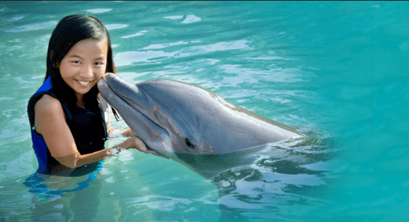 Dolphin Encounter in Florida