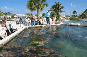 Turtle Farm Grand Cayman