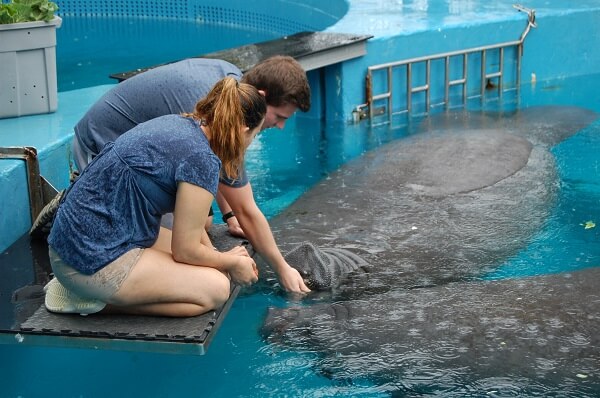 Miami Manatee VIP Tour