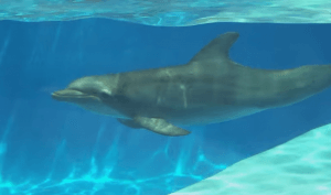 Learn About Dolphins in Panama City Beach