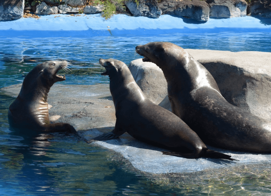 Sea Lions waiting in Oahu