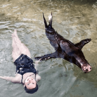 Swim with the Sea Lion