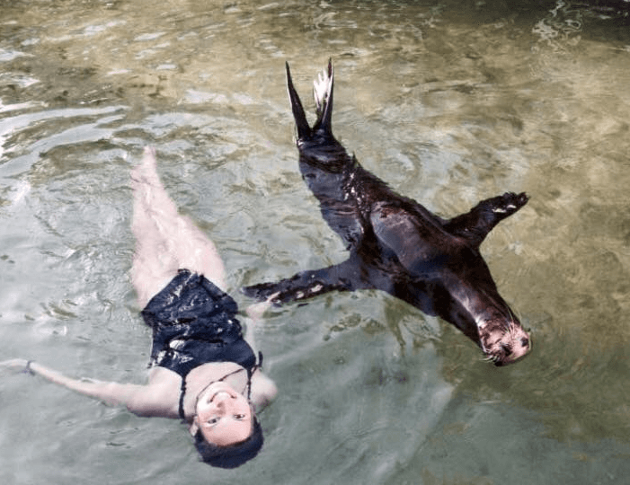 Swim with the Sea Lion