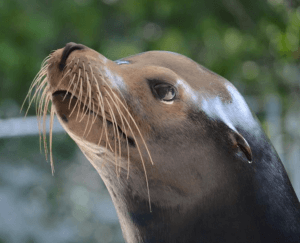 Sea Lions in the Florida Keys