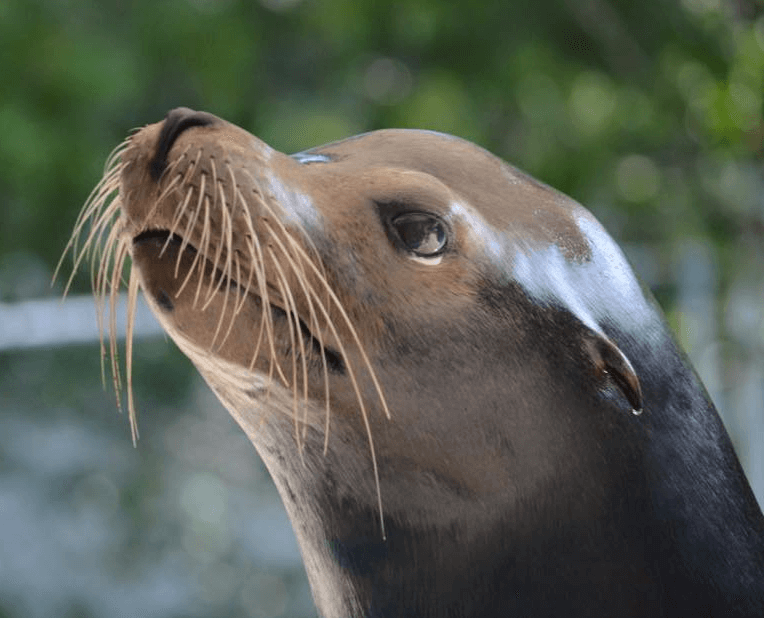 Sea Lions in the Florida Keys