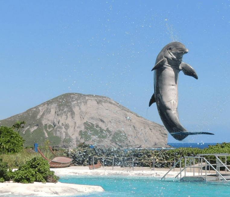 Animal Excitement in Oahu