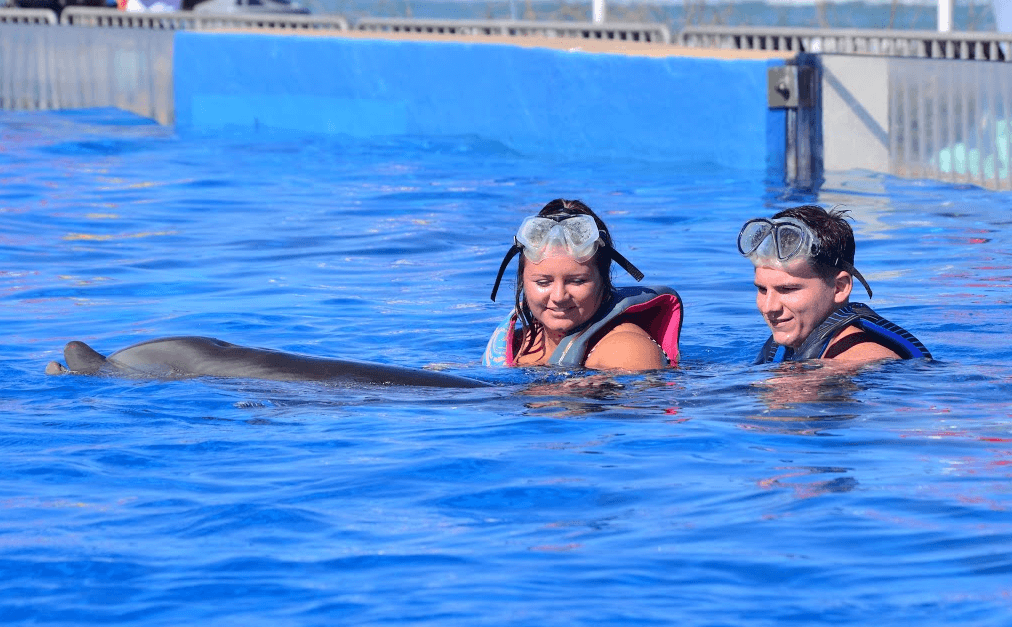 Swimming With Dolphins: Swim with Dolphin World - (800) 667-5524