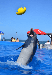 Dolphin Having Fun in St Augustine FL