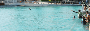 Grand Cayman Dolphin Program