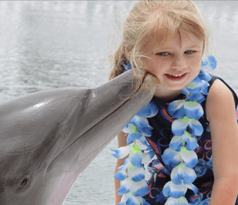 Meet the Dolphins in Islamorada Keys