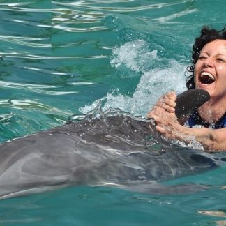 Dorsal Fin Ride Miami Dolphin Program Miami