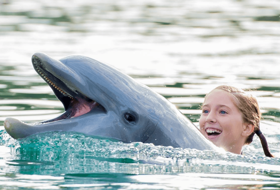 Dolphin Ride Orlando