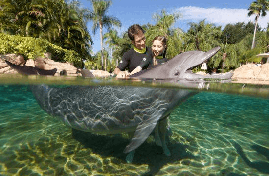 UpClose with Dolphins in Orlando
