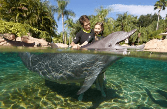 Florida Keys Dolphin Meet and Greet - 800-667-5524