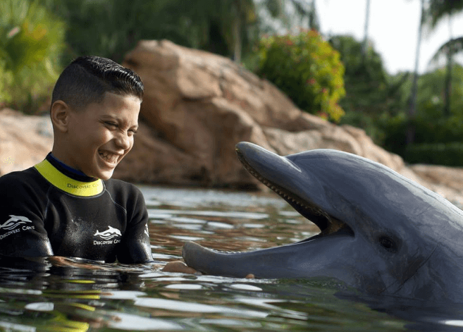 Laughing Time with Dolphins Orlando