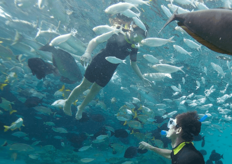 Snorkeling at Discovery Cove Orlando